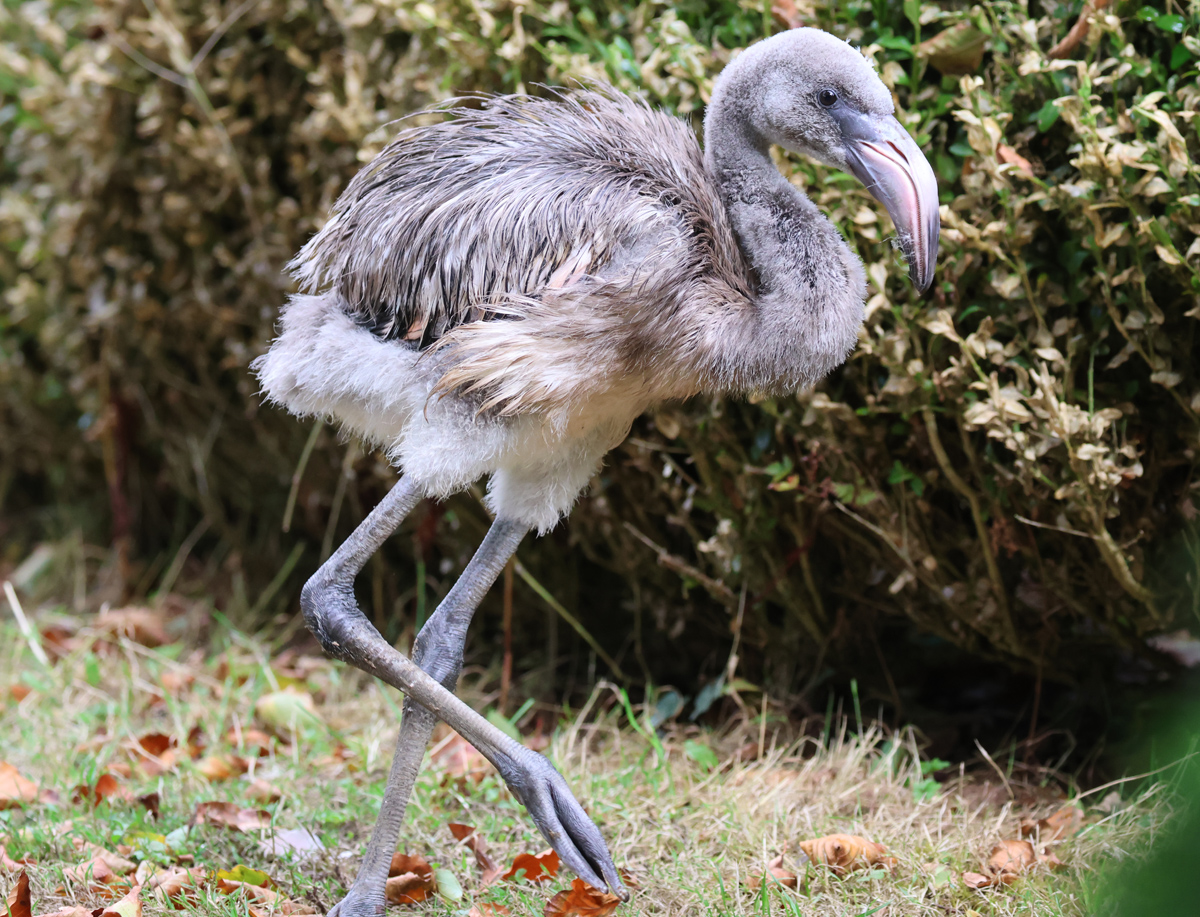 Jude flamingo chick Aug 30th 2026