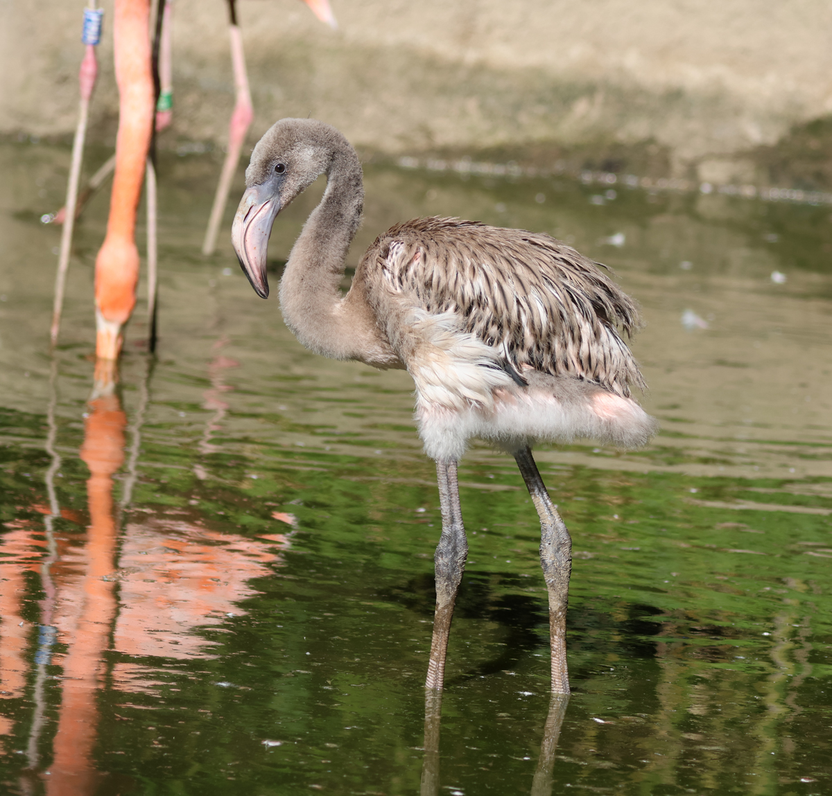 Jude the flamingo 9th Sep 2026