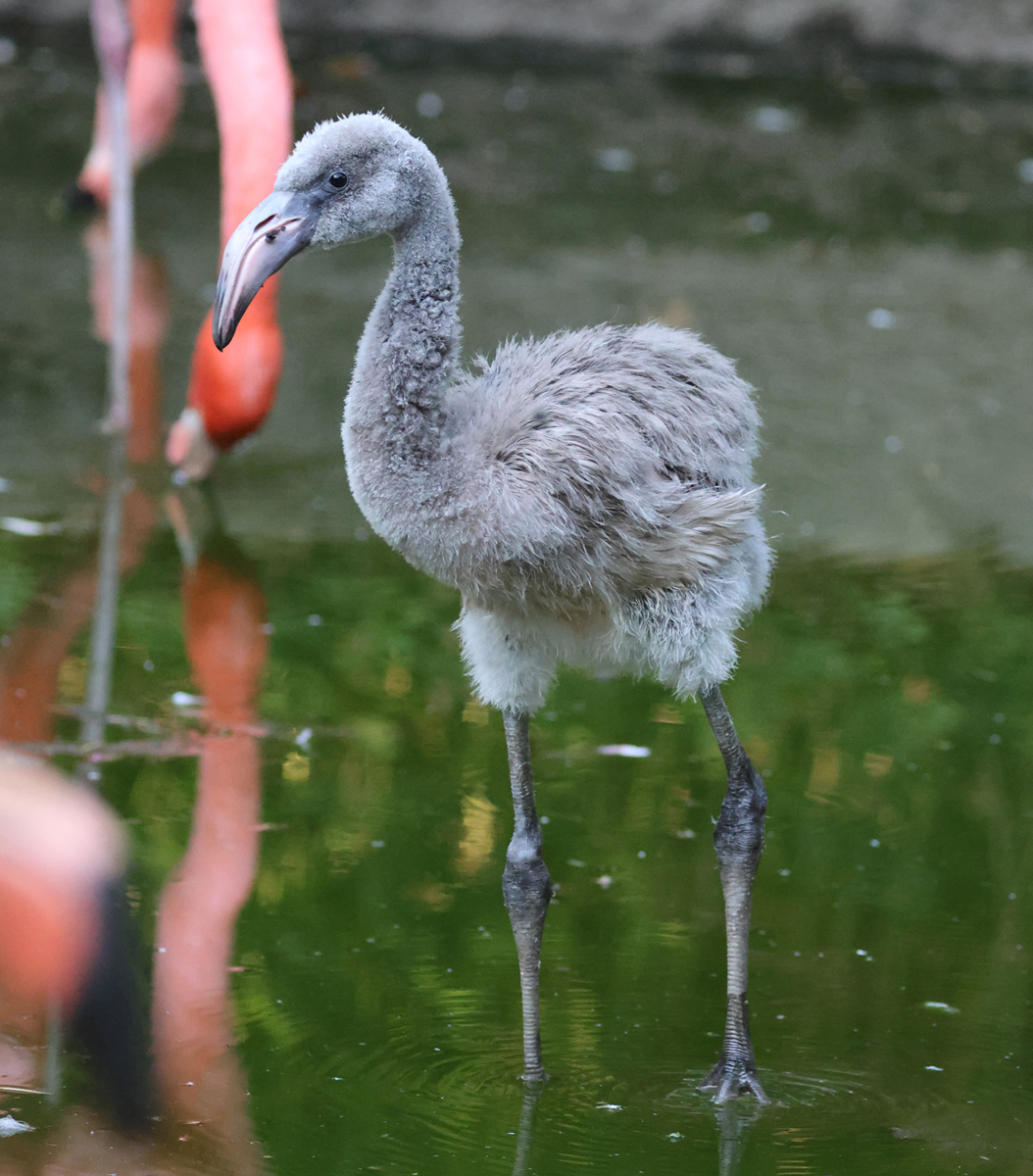 Jude the flamingo chick 