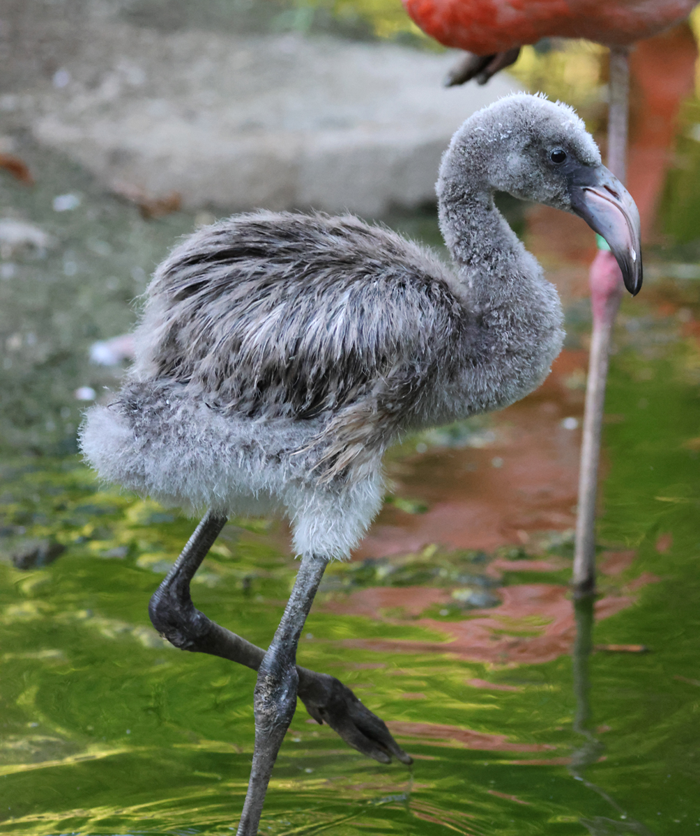 Jude the flamingo chick 