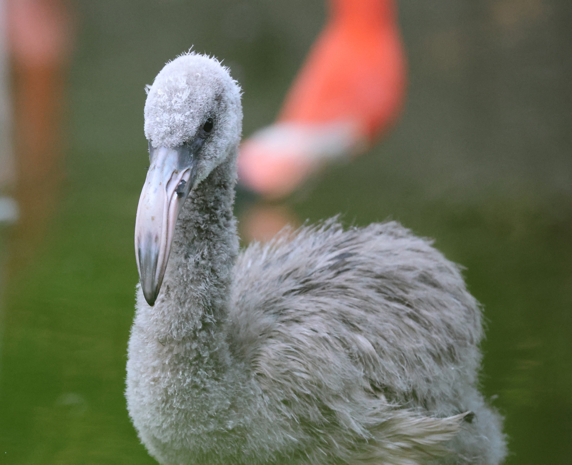 Jude the flamingo chick 