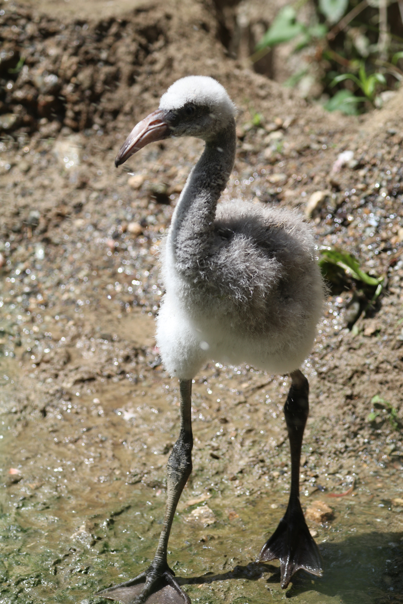 Jude with big feet