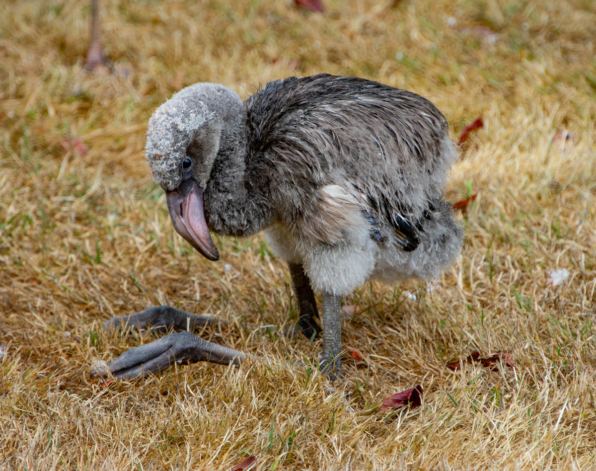 Jude the flamingo chick day 47
