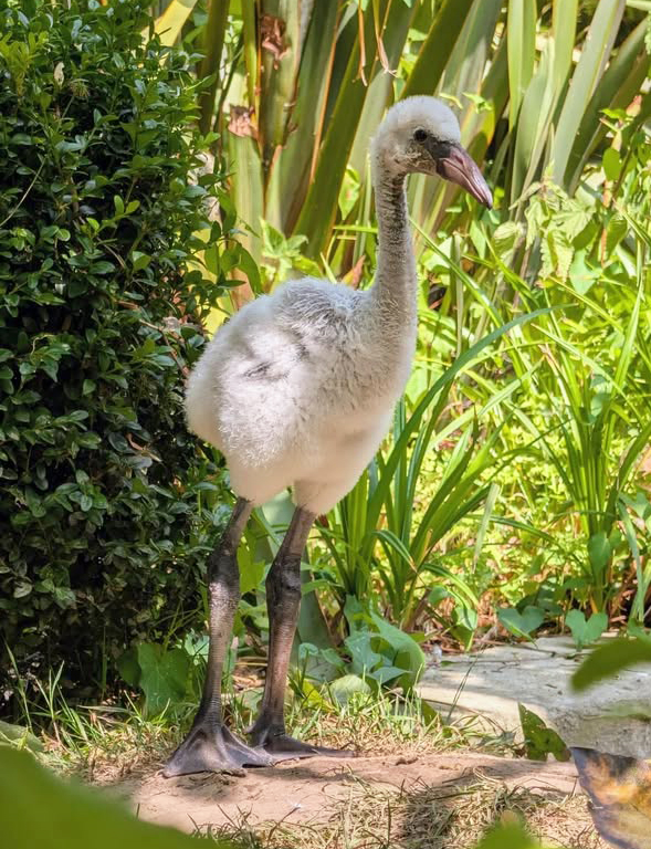 Flamingo chick enjoying some shade