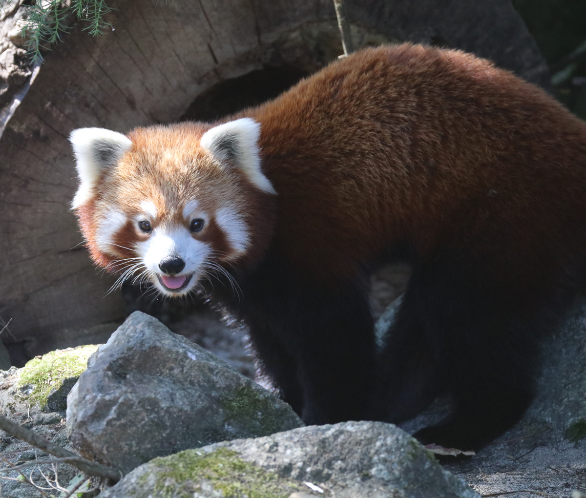 Freyja the Red Panda at Paradise Park Wildlife Sanctuary in Hayle C