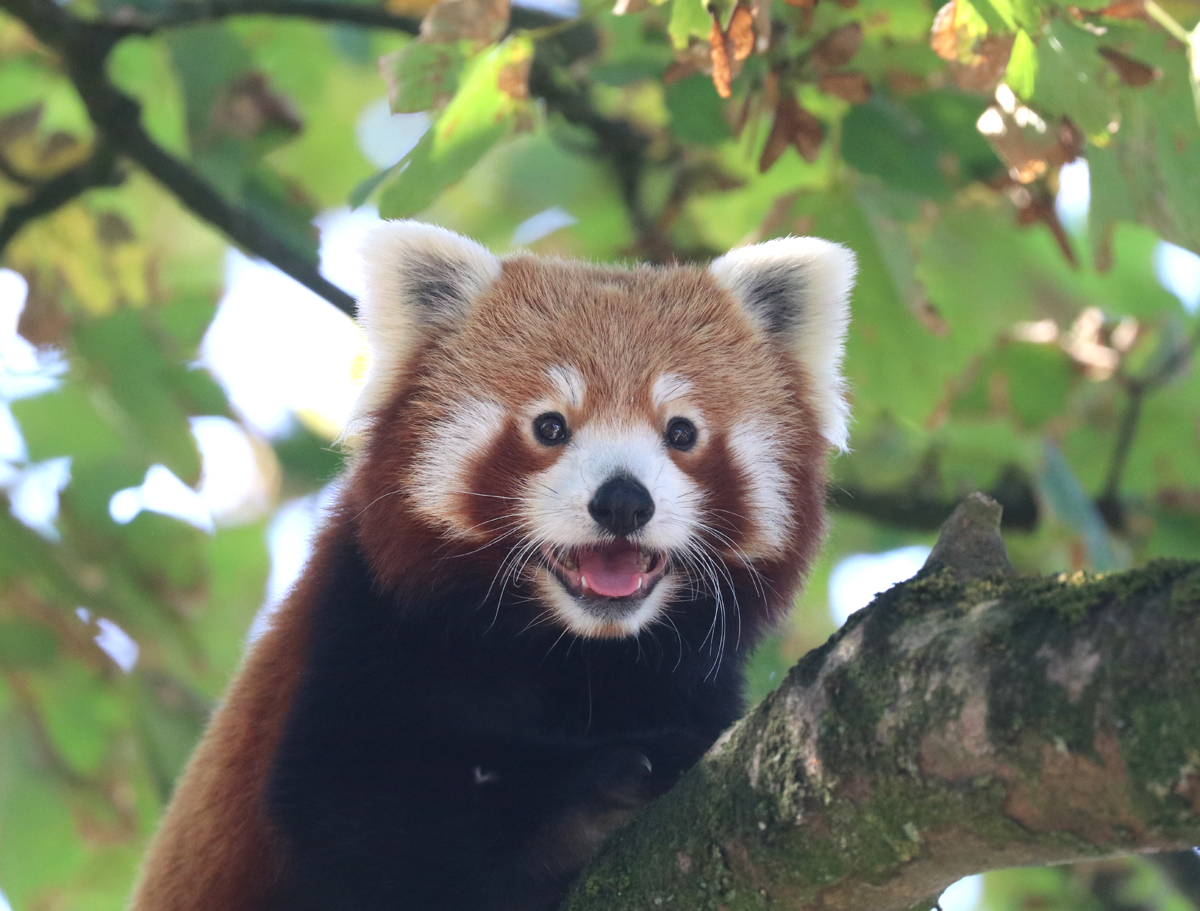 Freyja the Red Panda at Paradise Park Wildlife Sanctuary in Hayle D