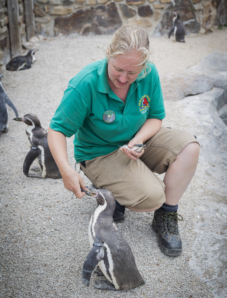 Keeper Becky Waite feeding sardines to the penguins