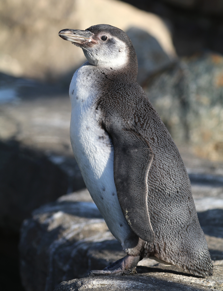 Penguin Lyonesse