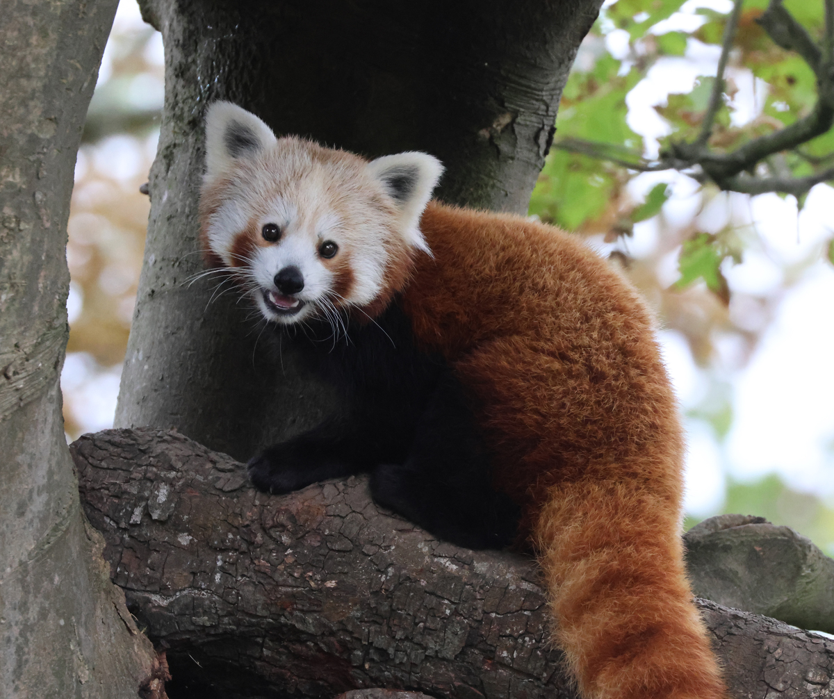 Rollo the Red Panda 2