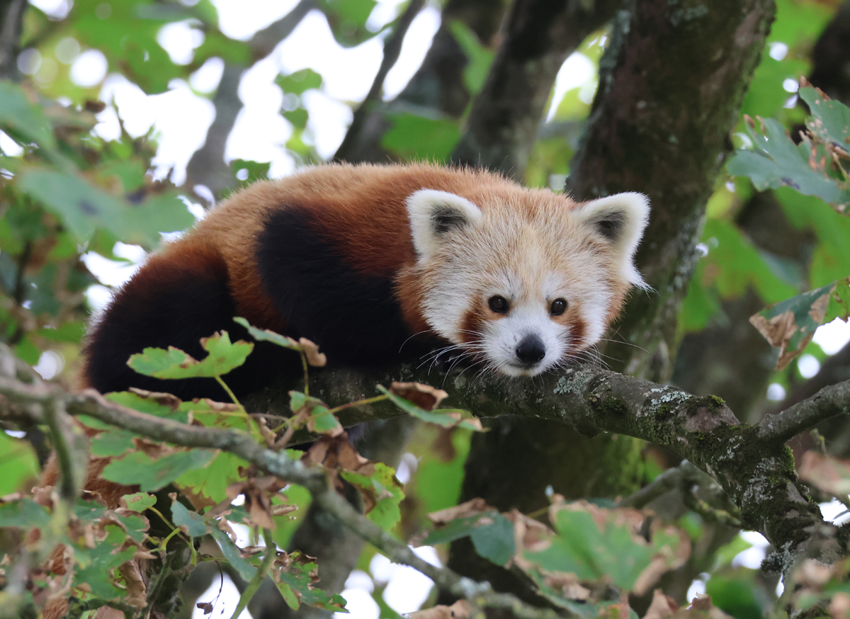 Rollo the Red Panda on a branch