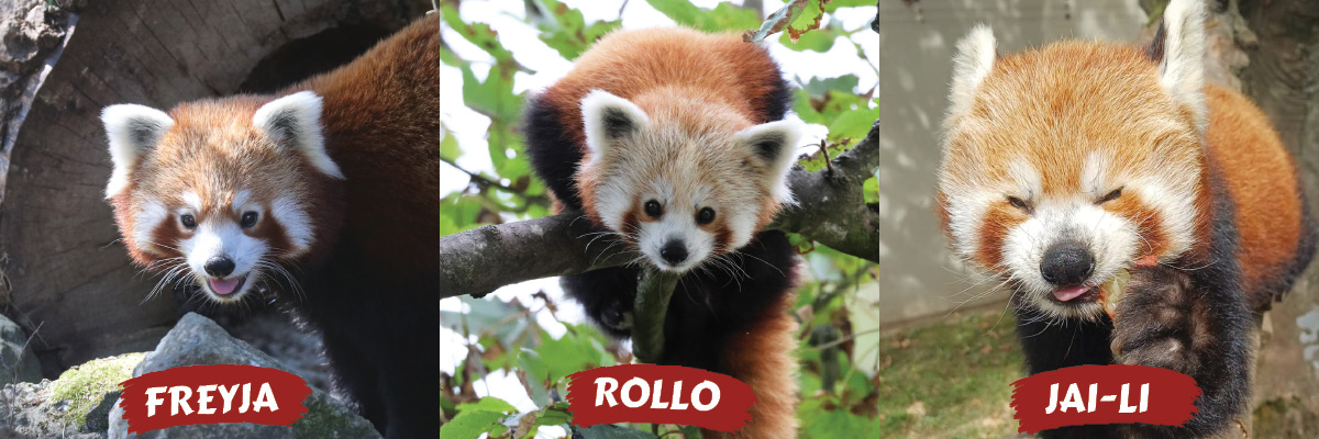 All three Red pandas