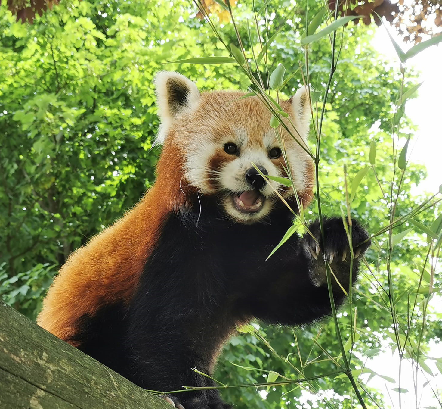 Jai-Li-Eating-Bamboo